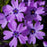 Phlox, Eye Shadow Creeping Phlox