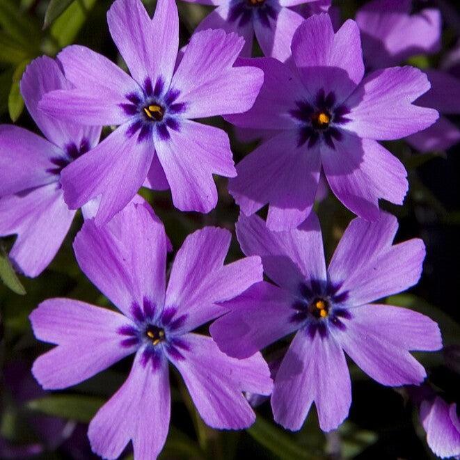 Phlox, Eye Shadow Creeping Phlox