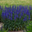 Veronica 'Wizard of Ahhs' PP31044  - PW® Magic Show® Wizard of Ahhs Veronica