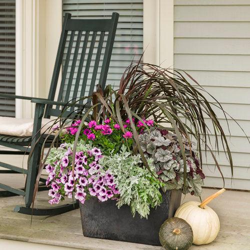 Heuchera 'Silver Gumdrop' PP29207  - Dolce® Silver Gumdrop Heuchera