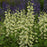Baptisia, Decadence® Vanilla Cream False Indigo