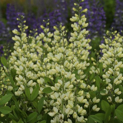 Baptisia, Decadence® Vanilla Cream False Indigo
