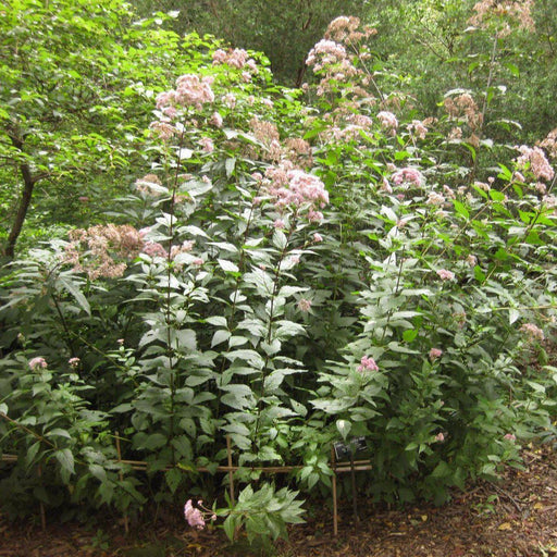 Joe Pye Weed, Little Joe Pye Weed