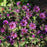 Aster, Purple Dome New England Aster