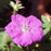 Cranesbill, New Hampshire Purple Geranium