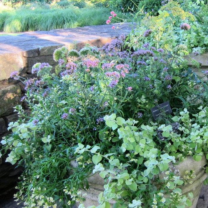 Verbena, Lollipop Verbena
