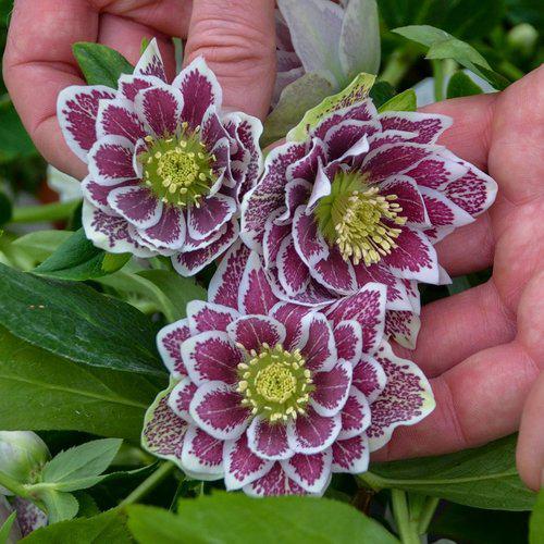 Helleborus 'Wedding Party Mix'  - Wedding Party® Mix Lenten Rose