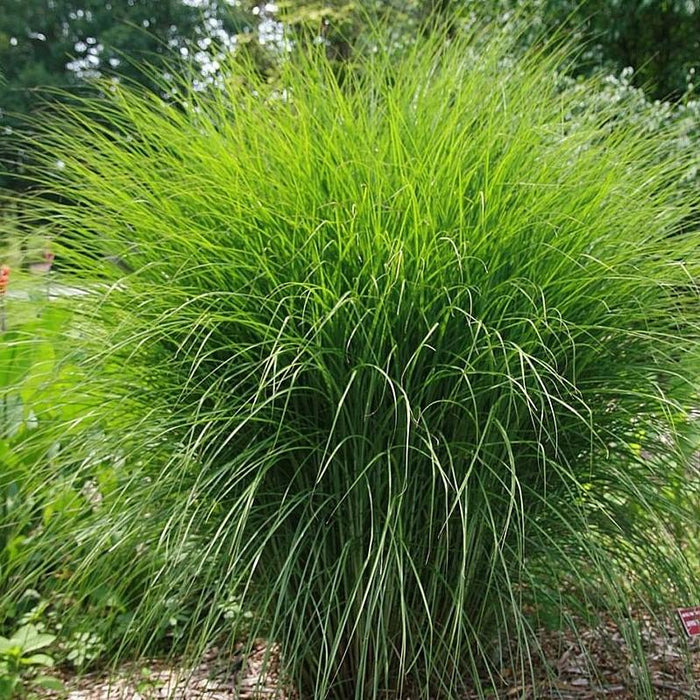 Mackey's Miscanthus Scout Maiden Grass