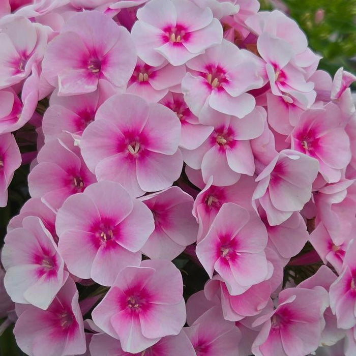 Phlox, Volcano Soft Pink with Dark Eye Phlox