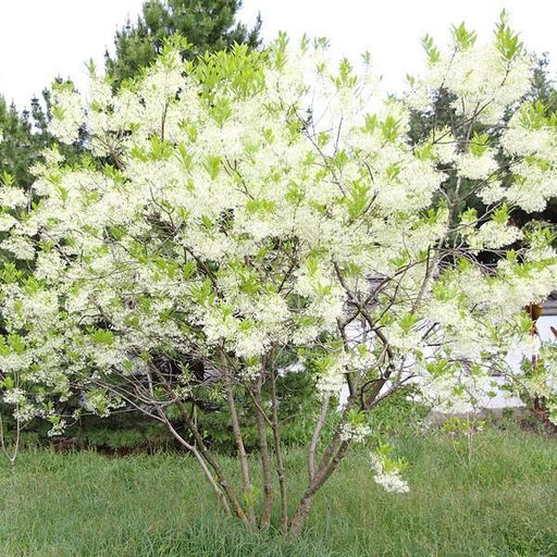 Fringetree, White Fringetree (Chionanthus virginicus)