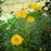Coreopsis grandiflora 'Early Sunrise'  - Early Sunrise Giant Tickseed