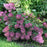 Hydrangea paniculata 'Rensun' PP 25,438  - First Editions® Strawberry Sundae® Hydrangea