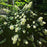 Hydrangea quercifolia 'Snowcicle'  - Snowcicle Hydrangea
