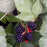 Rubus 'Black Satin'  - Black Satin Blackberry