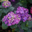 Hydrangea macrophylla 'SMNHMP' USPP 32,514  - Let's Dance® Big Band® Hydrangea