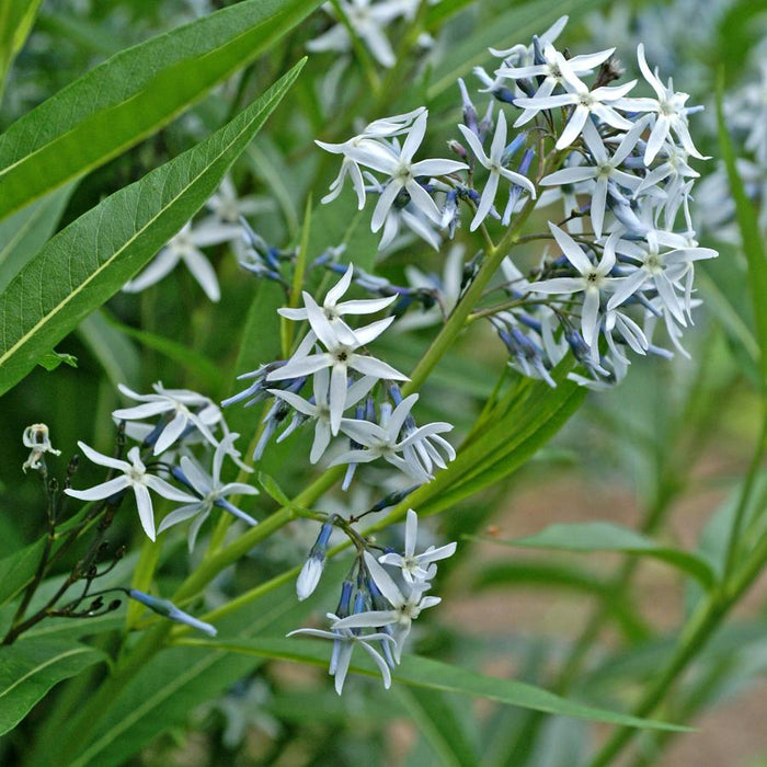 Blue Star, Eastern Blue Star