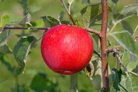 Apple, Royal Red Honeycrisp (Malus domestics Honeycrisp), 7 gal.