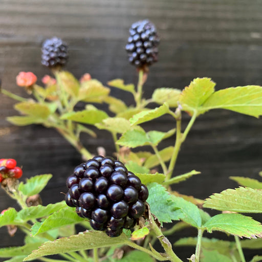 Rubus ulmifolius ‘APF-236T’  - Bushel and Berry® Baby Cakes® Thornless Blackberry