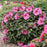 Hibiscus, Summerific® Berry Awesome Rose Mallow