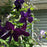 Clematis 'Jackmanii Superba'  - Jackmanii Superba Clematis