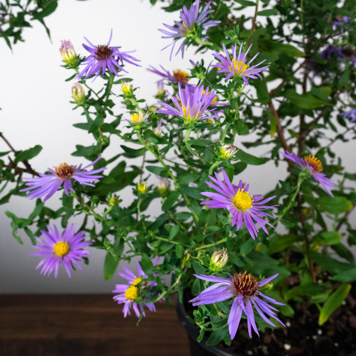 Aster, Raydon's Favorite Aromatic Aster