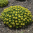 Sedum kamtschaticum 'Little Miss Sunshine'  - Little Miss Sunshine Stonecrop
