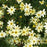 Coreopsis verticillata 'Moonbeam'  - Moonbeam Threadleaf Coreopsis