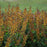 Baptisia, Decadence® Cherries Jubilee Baptisia