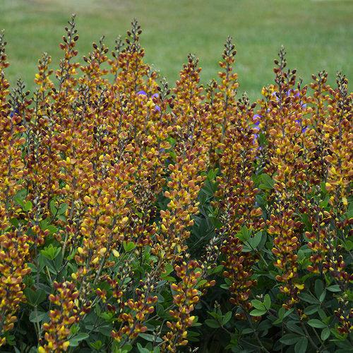 Baptisia, Decadence® Cherries Jubilee Baptisia