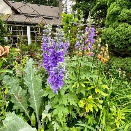 Delphinium, Aurora™ Lavender Delphinium