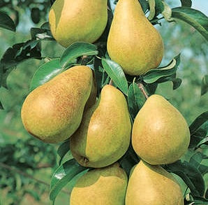 Pear, Luscious (Pyrus 'Luscious') - European Pear, 7 gal.