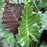 Alocasia, Masquerade™ Mayan Mask Alocasia