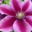 Clematis 'Poseidon'  - Poseidon Clematis