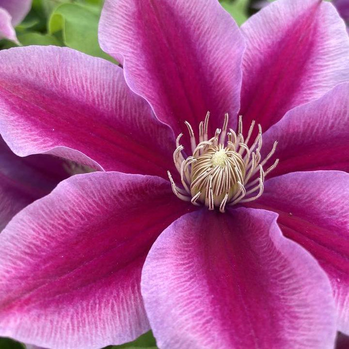 Clematis 'Poseidon'  - Poseidon Clematis