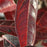 Viburnum nudum 'Bulk'  - Brandywine™ Viburnum