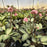 Helleborus x hybridus 'EPB 29'  - FrostKiss™ Dorothy's Dawn® Lenten Rose