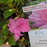 Azalea, Encore Autumn Carnation Azalea