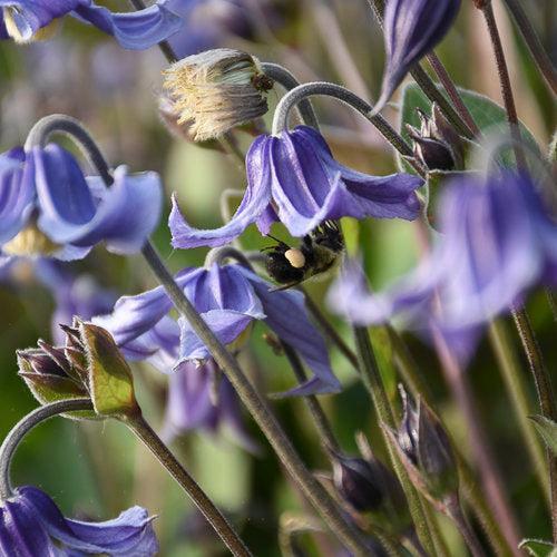 Clematis 'Stand By Me'  - Stand By Me Clematis