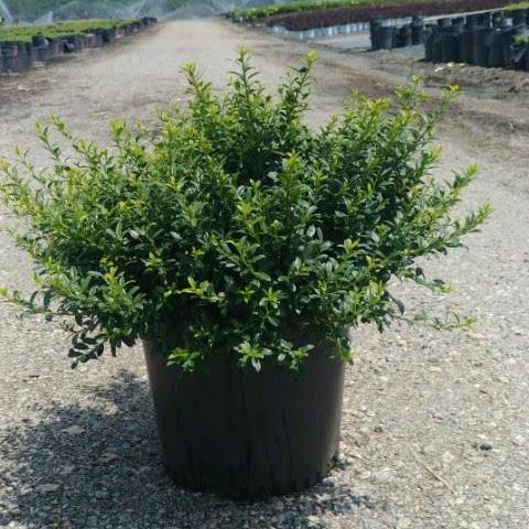 Ilex crenata 'Soft-Touch'  - Soft Touch Japanese Holly