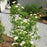 Viburnum, Blue Muffin® Arrowwood Viburnum