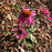 Echinacea purpurea 'PAS702917'  - PowWow® Wild Berry Echinacea, Coneflower
