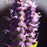 Hyssop, Black Adder Giant Hyssop