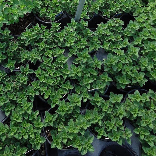 Oregano, Greek Oregano
