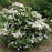 VIBURNUM P. T. `STEADY EDDY`