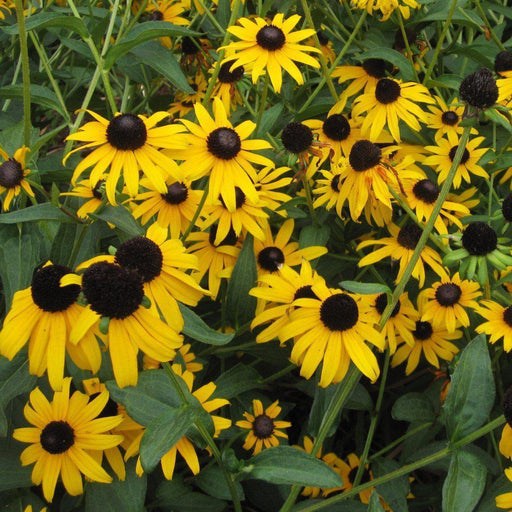 Black Eyed Susan, American Gold Rush Black-Eyed Susan