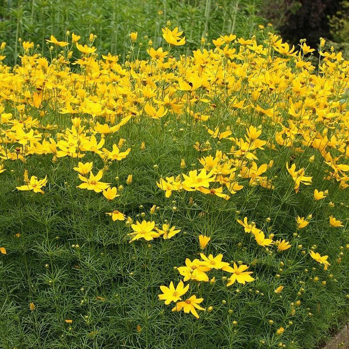 Coreopsis verticillata  - Threadleaf Coreopsis