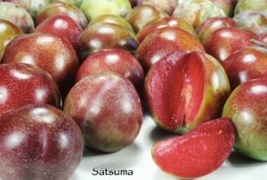 Plum, Satsuma (Prunus Satsuma) - Japanese Plum, 7 gal.
