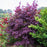 Acer palmatum 'Bloodgood'  - Japanese Maple 'Bloodgood'