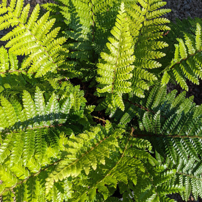 Fern, Tassel Fern