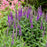 Veronica 'Purple Illusion' PP31301  - PW® Magic Show® Purple Illusion Veronica